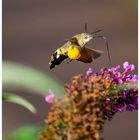 Das Taubenschwänzchen - Macroglossum stellatarum