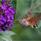 Das Taubenschwänzchen (Macroglossum stellatarum) . . .