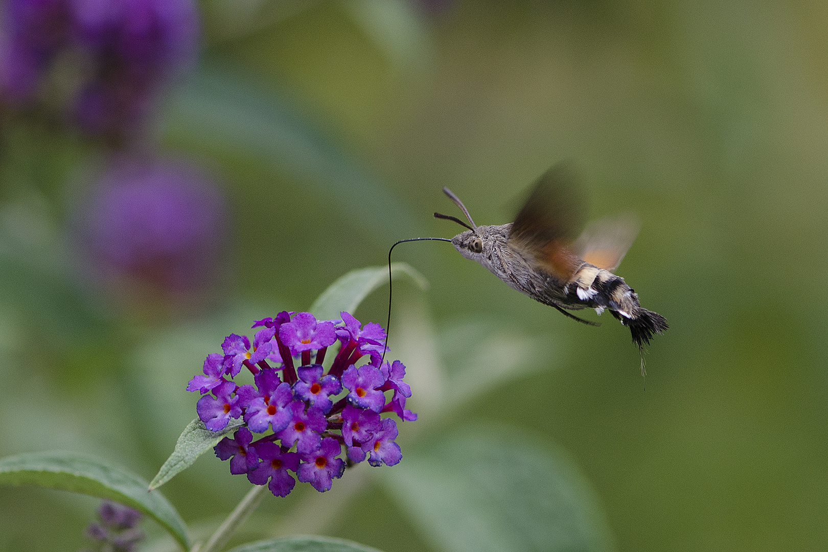 Das Taubenschwänzchen (Macroglossum stellatarum) ist . . .