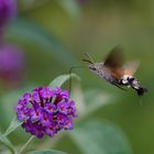 Das Taubenschwänzchen (Macroglossum stellatarum) ist . . .