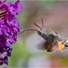 Das Taubenschwänzchen  (Macroglossum stellatarum) ist ein . . .