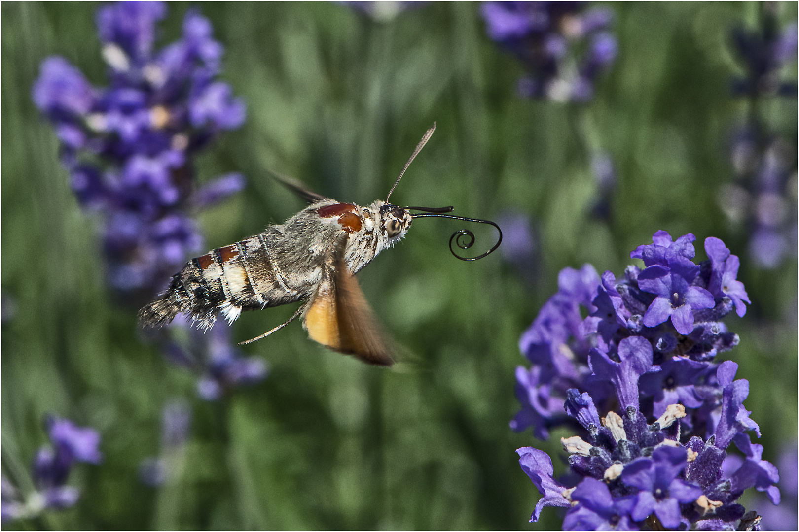 Das Taubenschwänzchen (Macroglossum stellatarum) wartete noch . . .