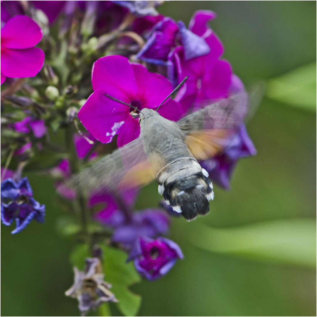 Das Taubenschwänzchen (Macroglossum stellatarum)zeigt hier sehr deutlich . . .