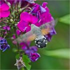 Das Taubenschwänzchen (Macroglossum stellatarum)zeigt hier sehr deutlich . . .