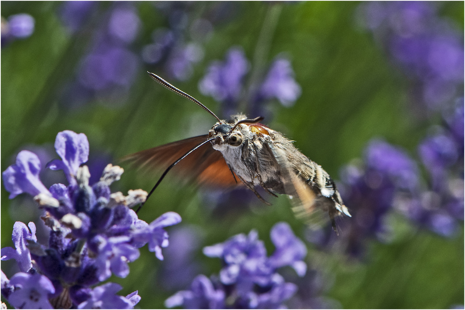 Das Taubenschwänzchen Taubenschwänzchen (Macroglossum stellatarum) auch . . .