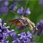 Das Taubenschwänzchen Taubenschwänzchen (Macroglossum stellatarum) auch . . .