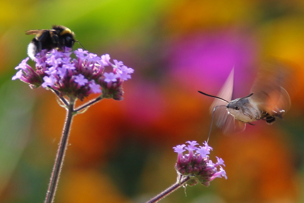 das Taubenschwänzchen und die Hummel