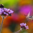 das Taubenschwänzchen und die Hummel