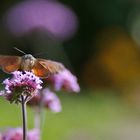 das Taubenschwänzchen und die Sommerfarben