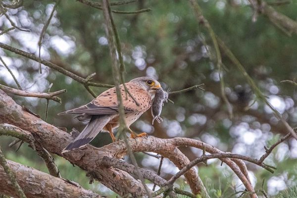 Das Tauwetter beginnt und die Mäusejagd kann losgehen.  