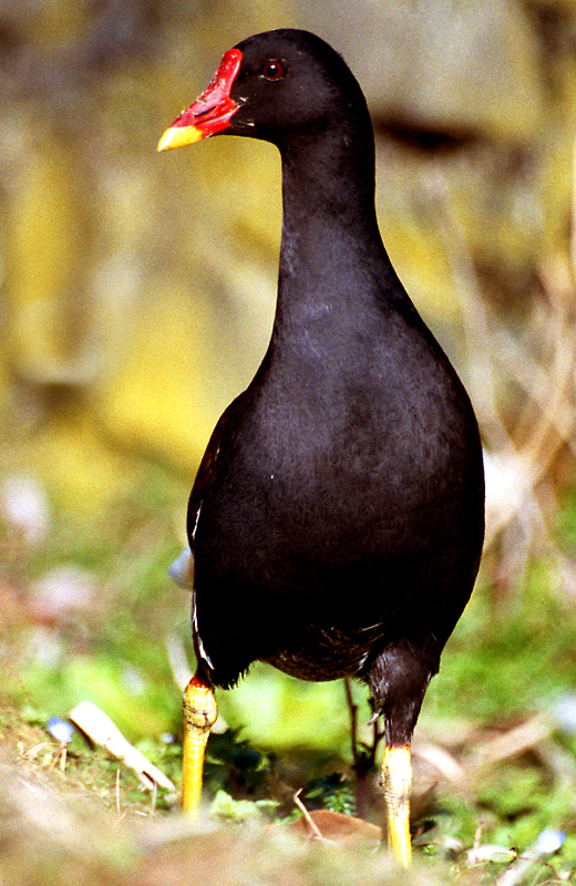 Das Teichhuhn