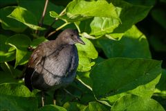 Das Teichhuhn