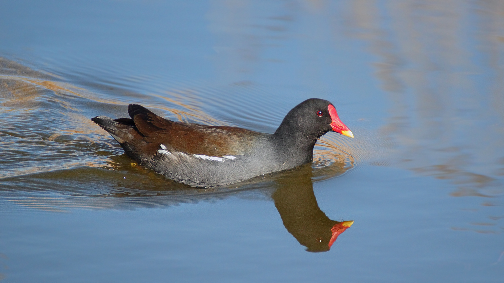 Das Teichhuhn auf der Flucht vor der Kamera