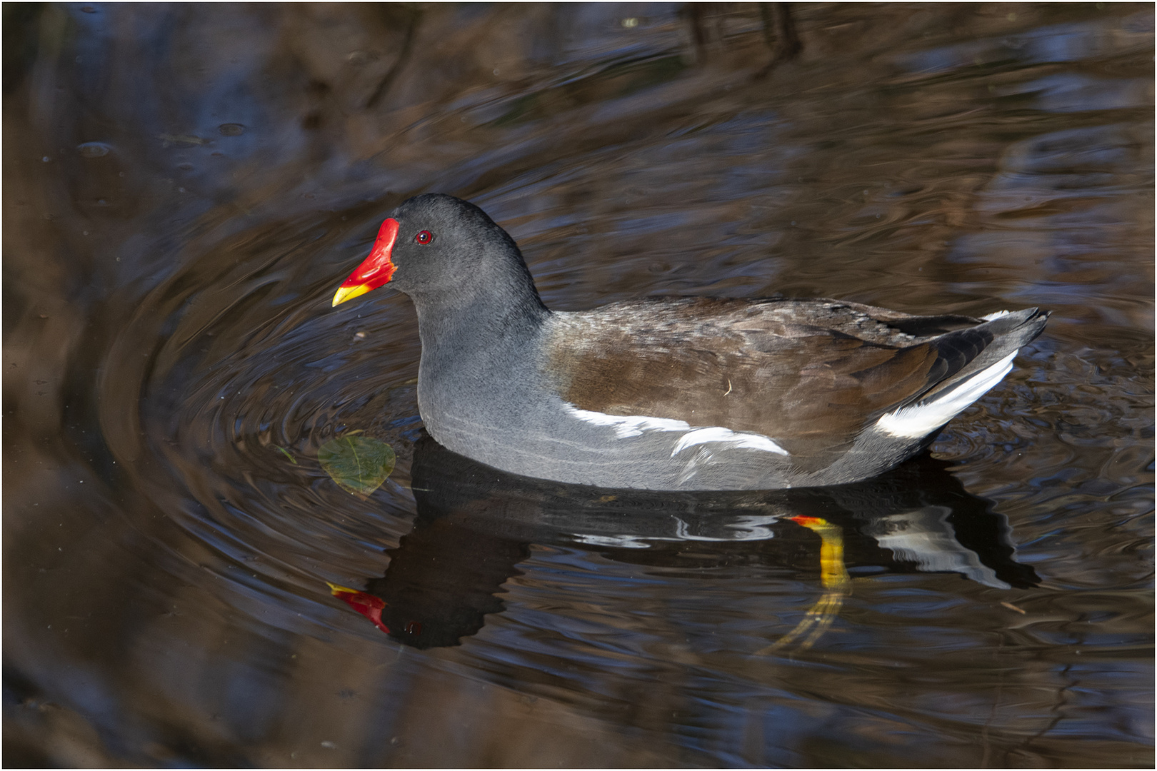 Das Teichhuhn (Gallinula chloropus), auch . . .