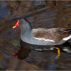 Das Teichhuhn (Gallinula chloropus), auch . . .