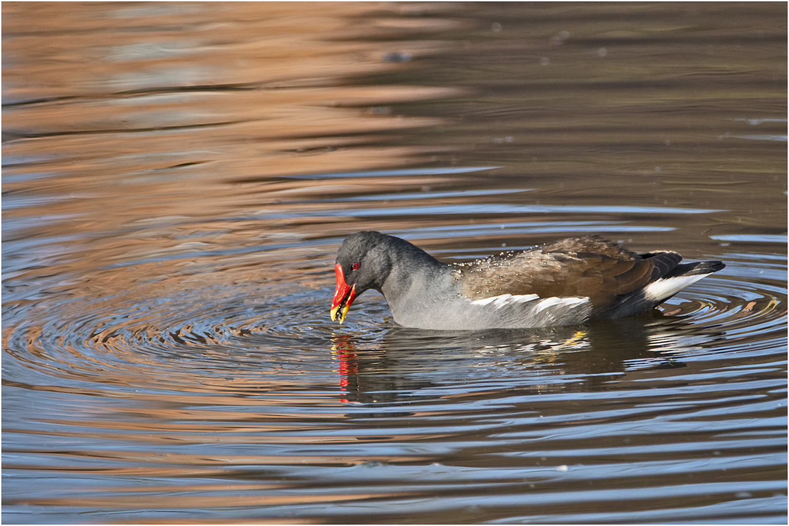 Das Teichhuhn (Gallinula chloropus) hatte . . .