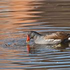 Das Teichhuhn (Gallinula chloropus) hatte . . .