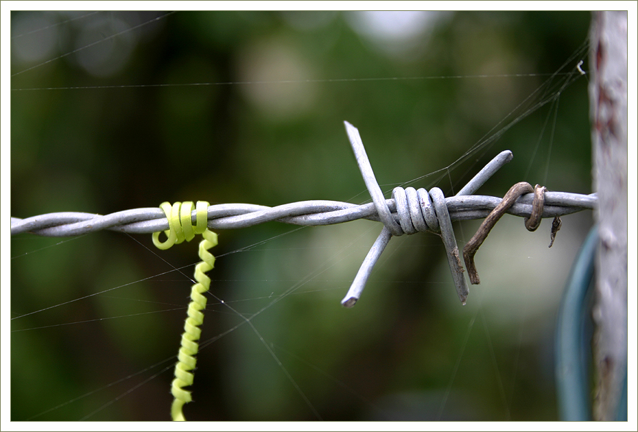 [ das Telefonkabel ]