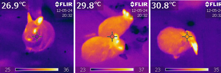 Das Thermokaninchen