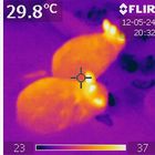 Das Thermokaninchen