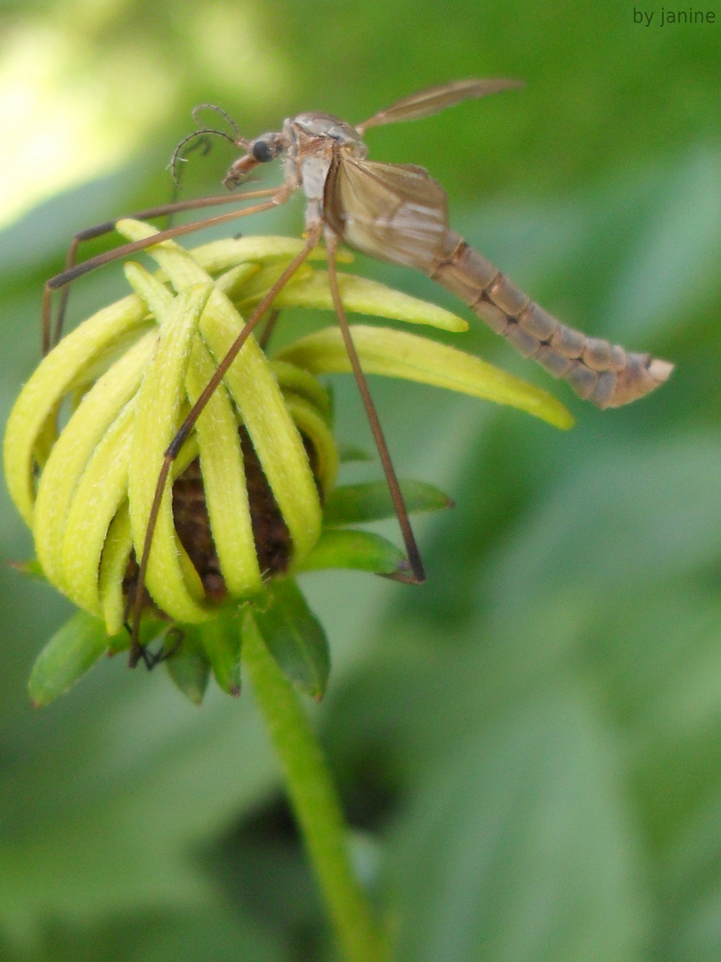 ...das Tier auf der Blume