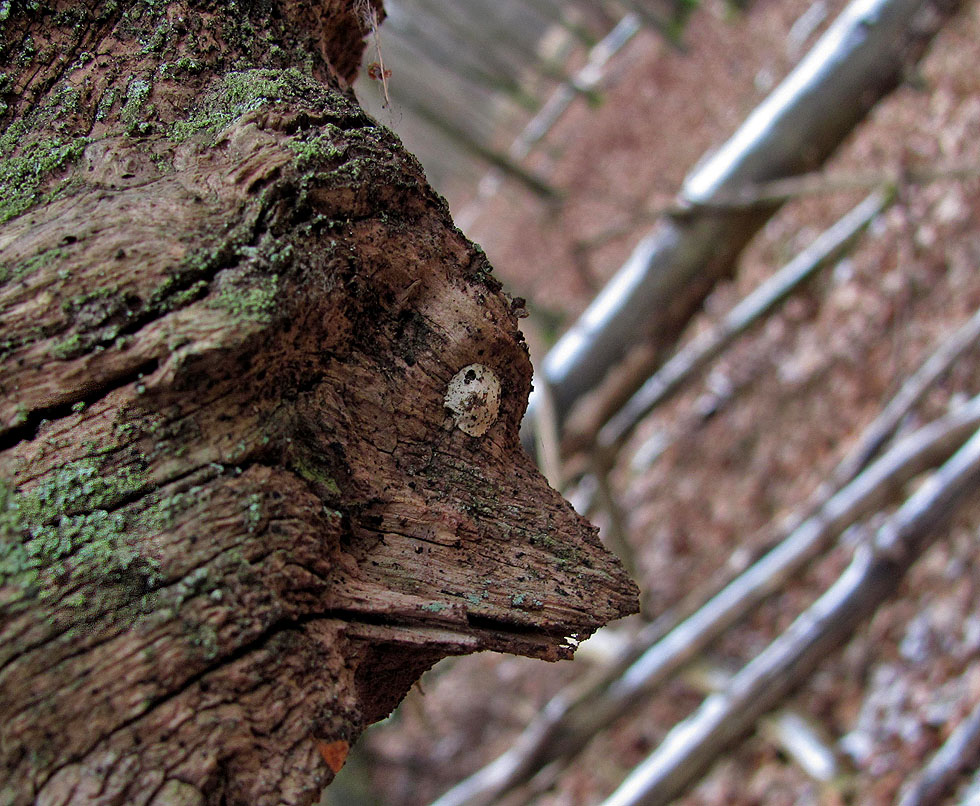 Das Tier im Baum