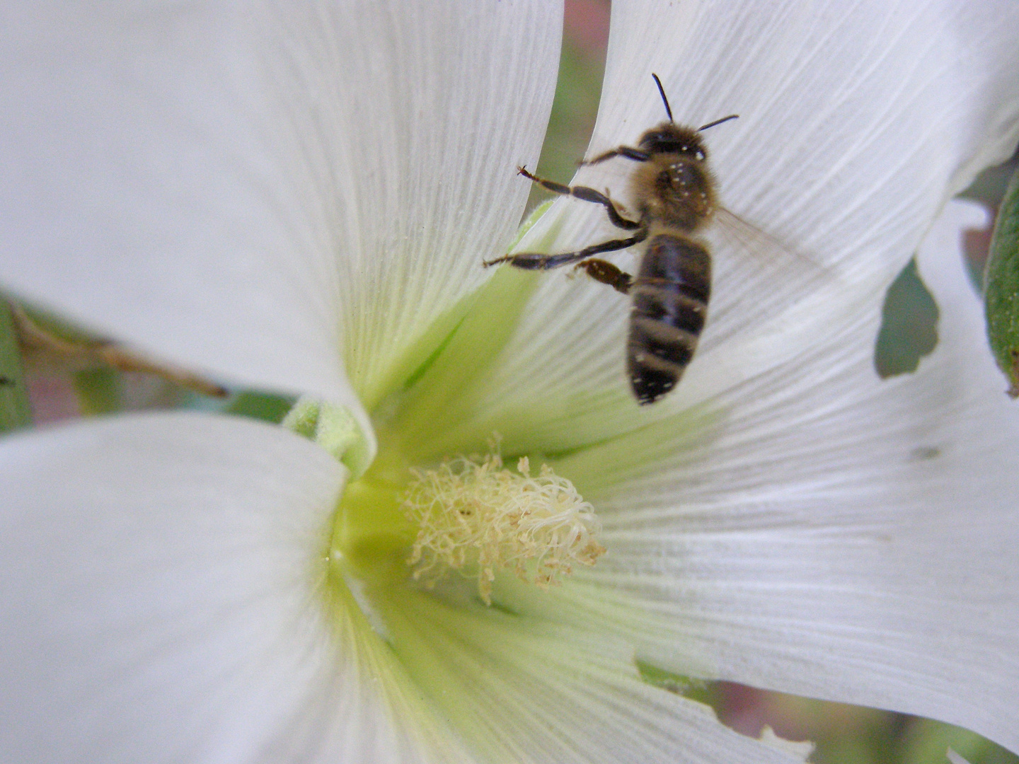 Das Tier und die Blume