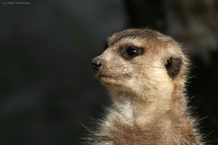 Das Tierische Supermodel