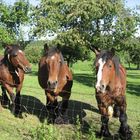 Das tierische Trio