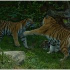 Das Tiger-Trio in Action