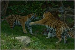 Das Tiger-Trio in Action