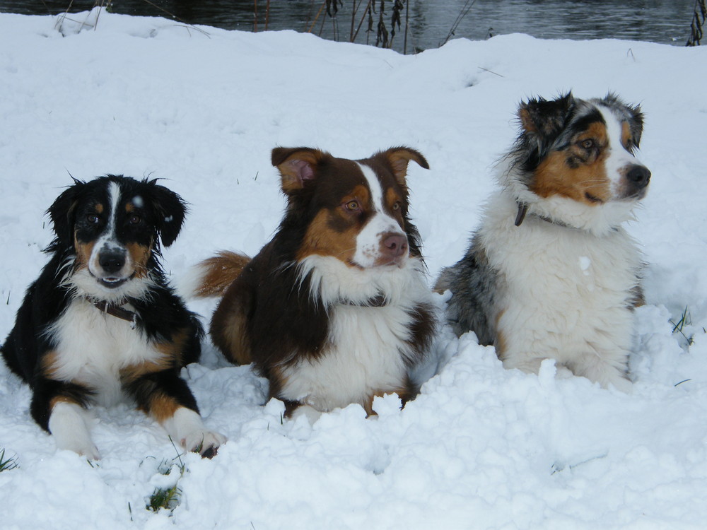 das Tio im Schnee