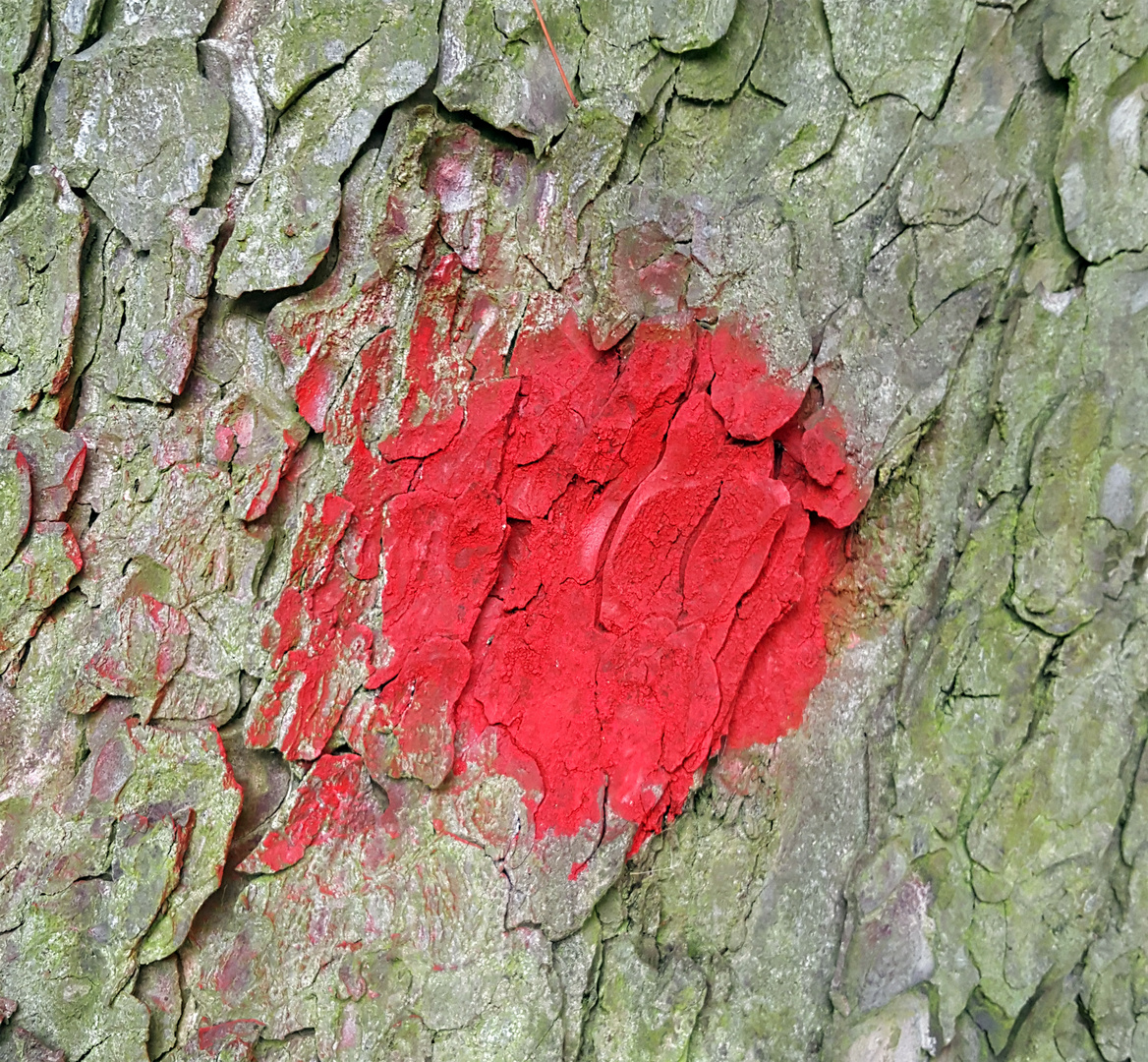 Das Todesurteil Foto & Bild pflanzen, pilze & flechten, bäume