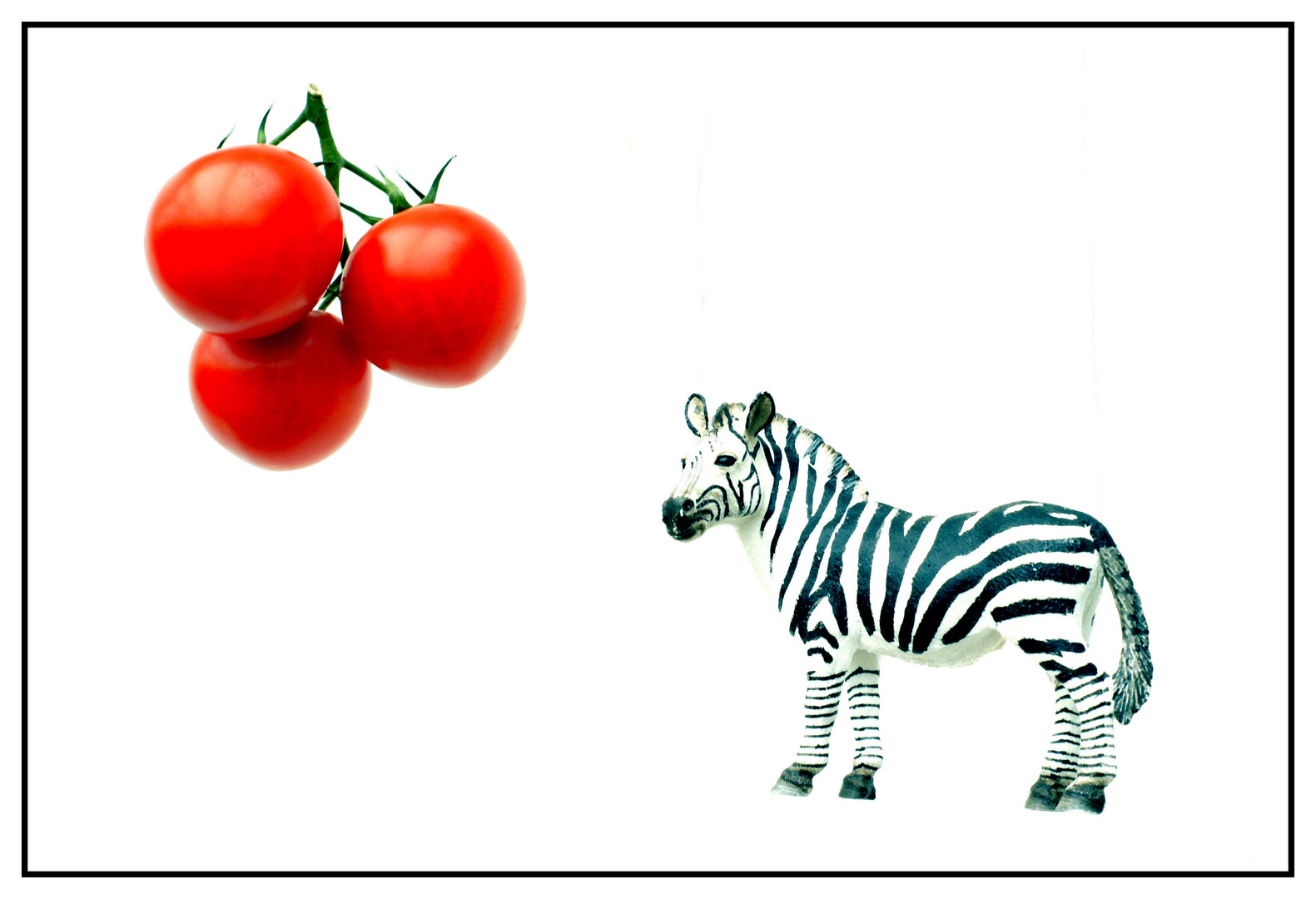 Das Tomatenzebra