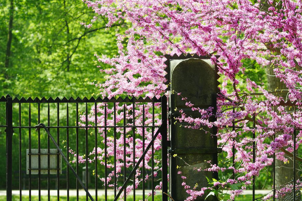 das Tor zum Garten