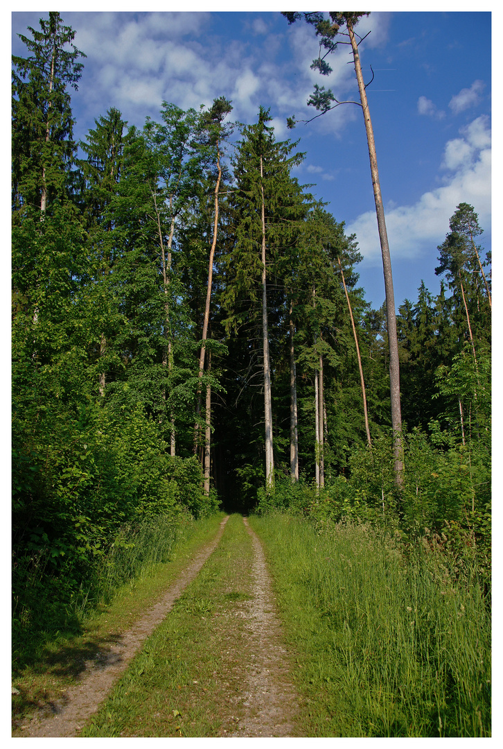 Das Tor zum Wald