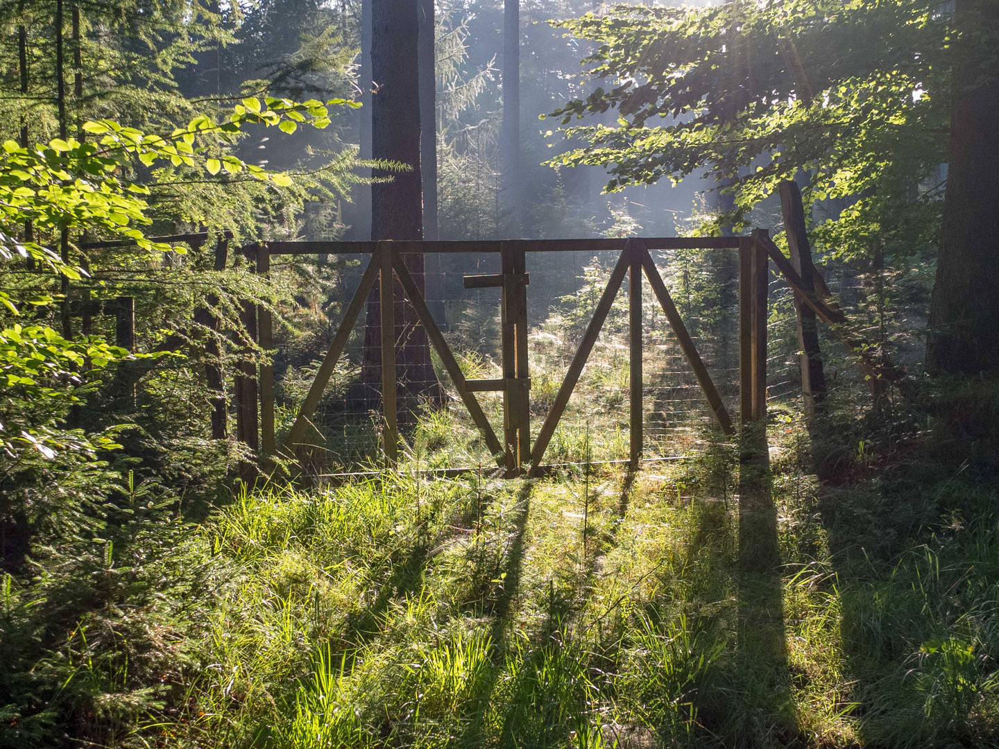 Das Tor zum Wald