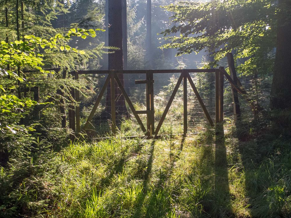 Das Tor zum Wald