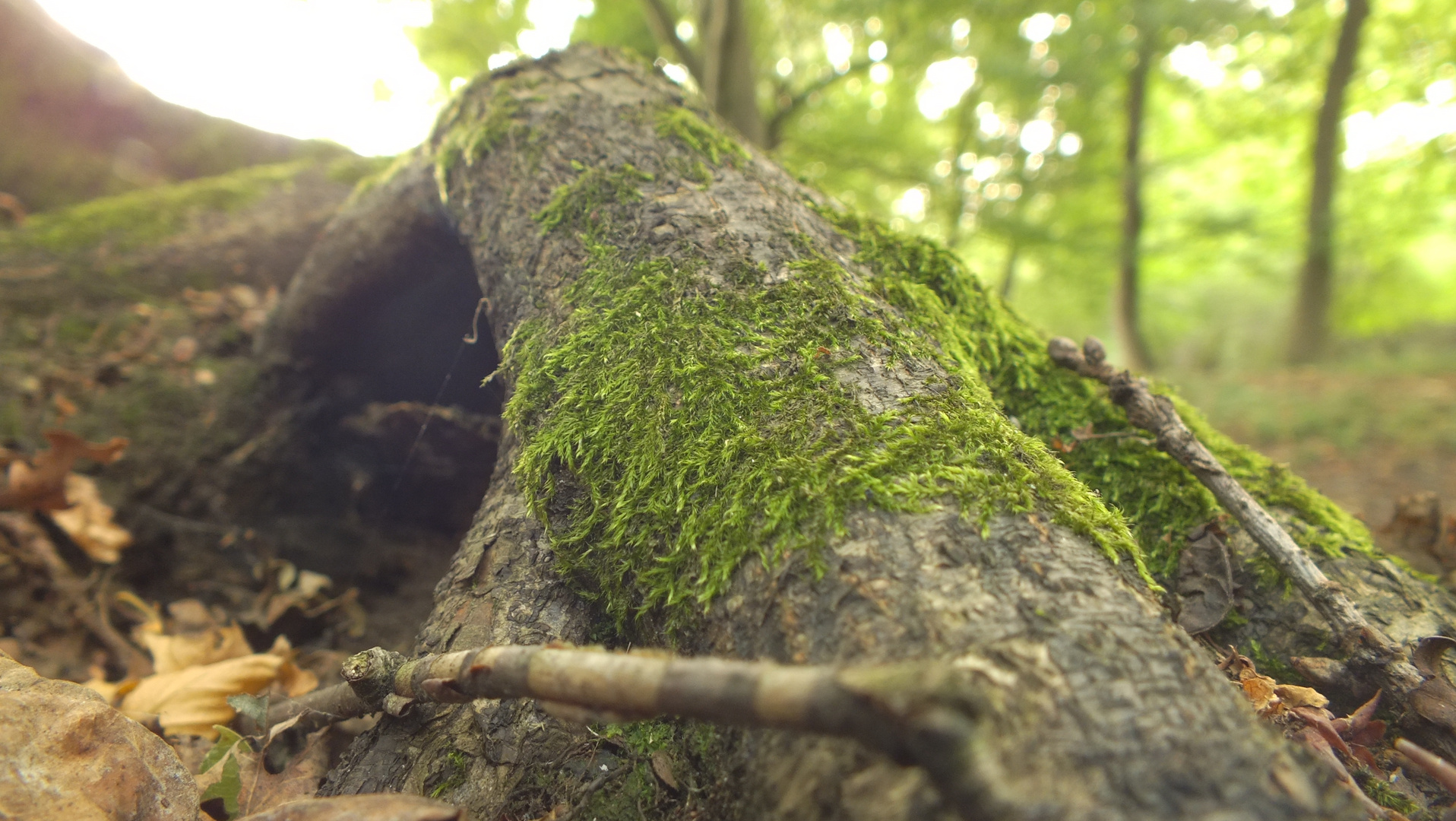 Das Tor zur Natur