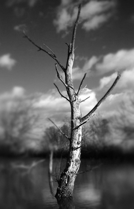 Das tote Baum