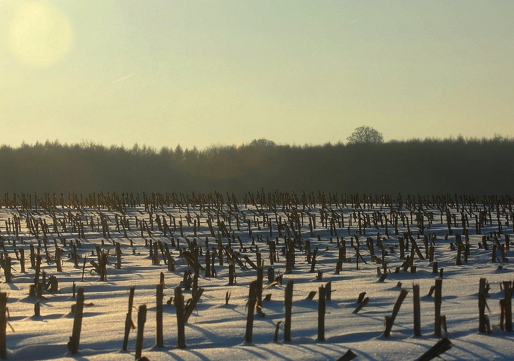 Das Totenfeld des Spätsommers