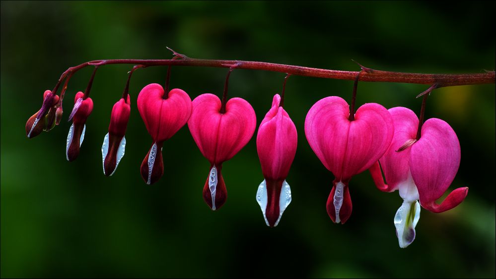 Das Tränende Herz (Lamprocapnos spectabilis)