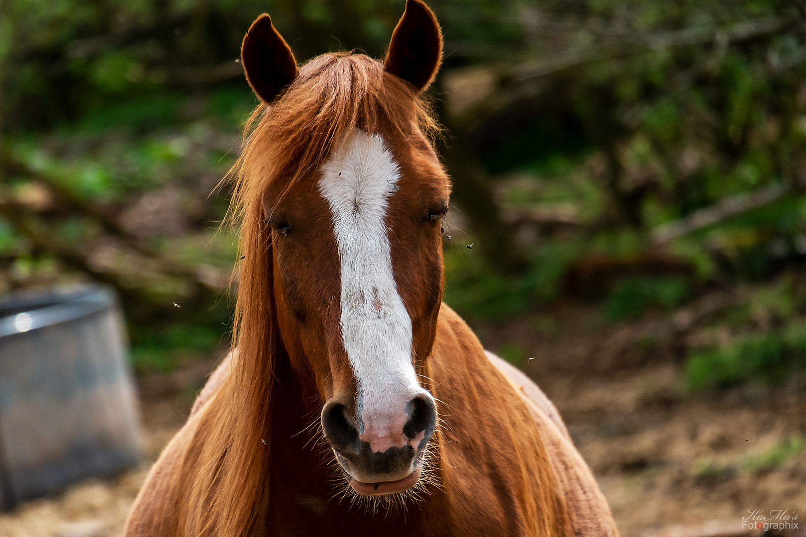 Das träumende Pferd