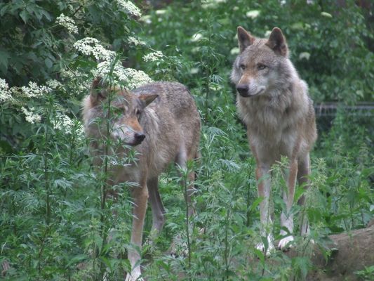 Das Traumpaar vom Wolfsgehege