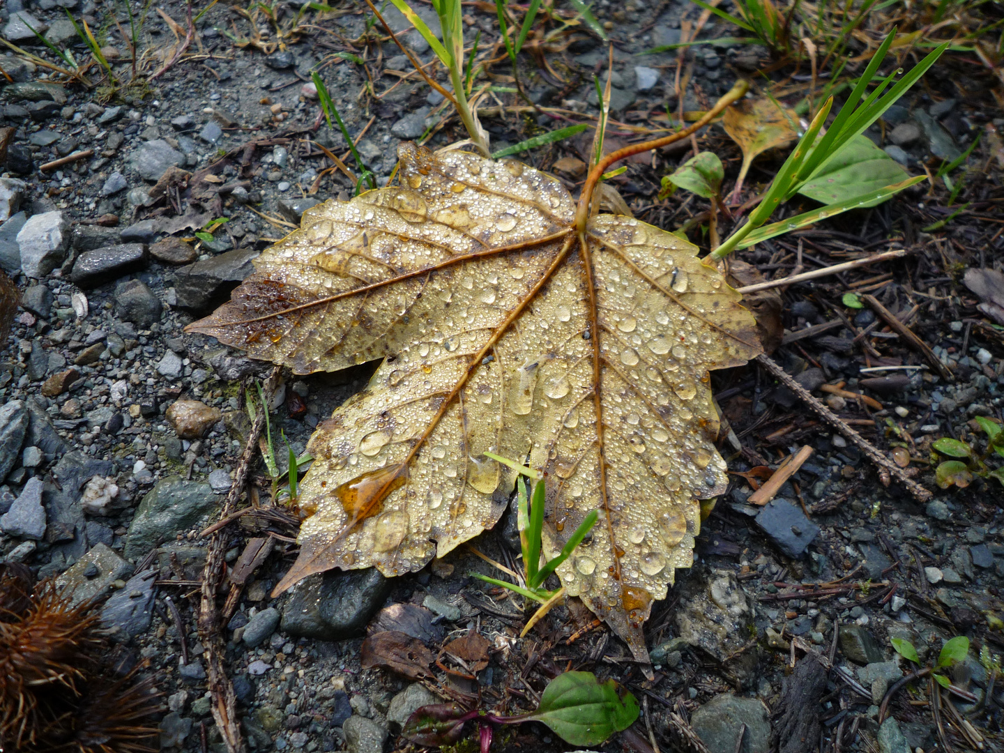 Das traurige Blatt