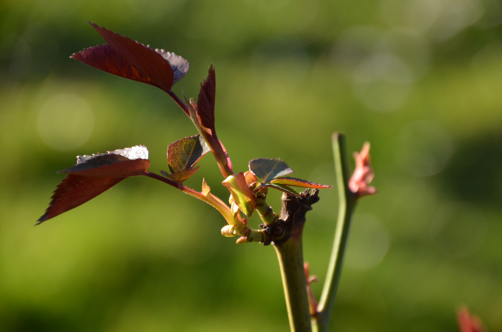 Das Treiben der Rosen