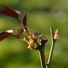 Das Treiben der Rosen