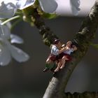 Das treiben zur Kirschblüte