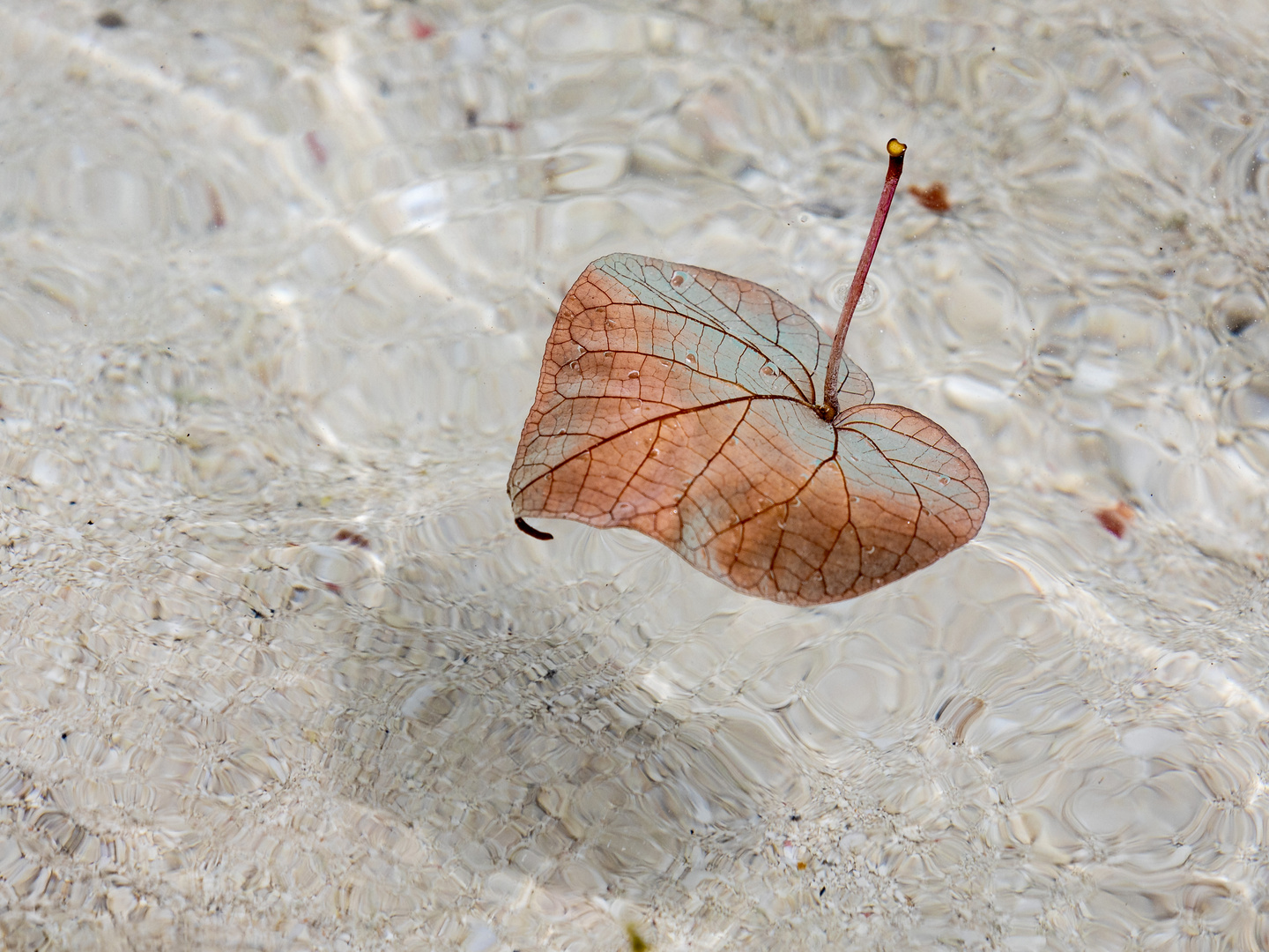 Das treibende Blatt im Wasser