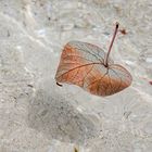 Das treibende Blatt im Wasser